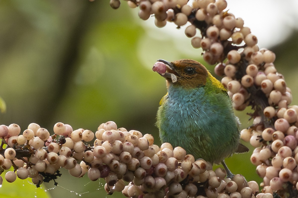 Bay-headed Tanager - ML646343983
