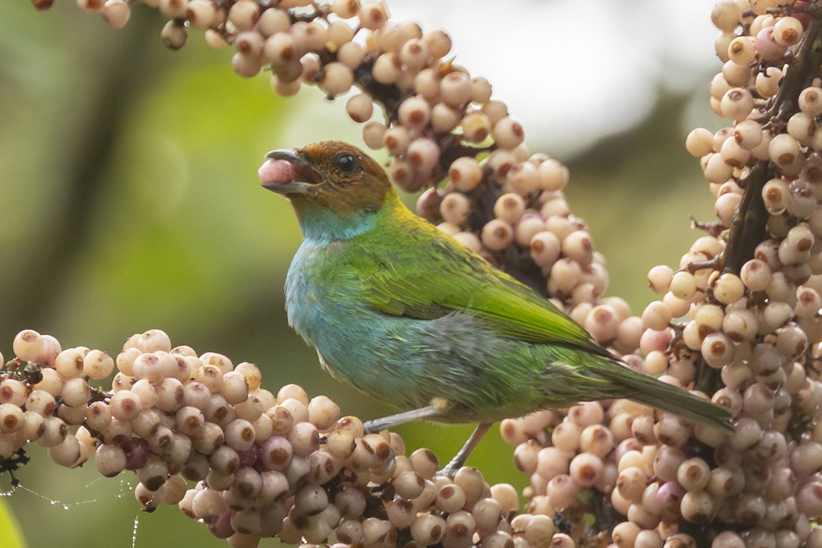 Bay-headed Tanager - ML646343984