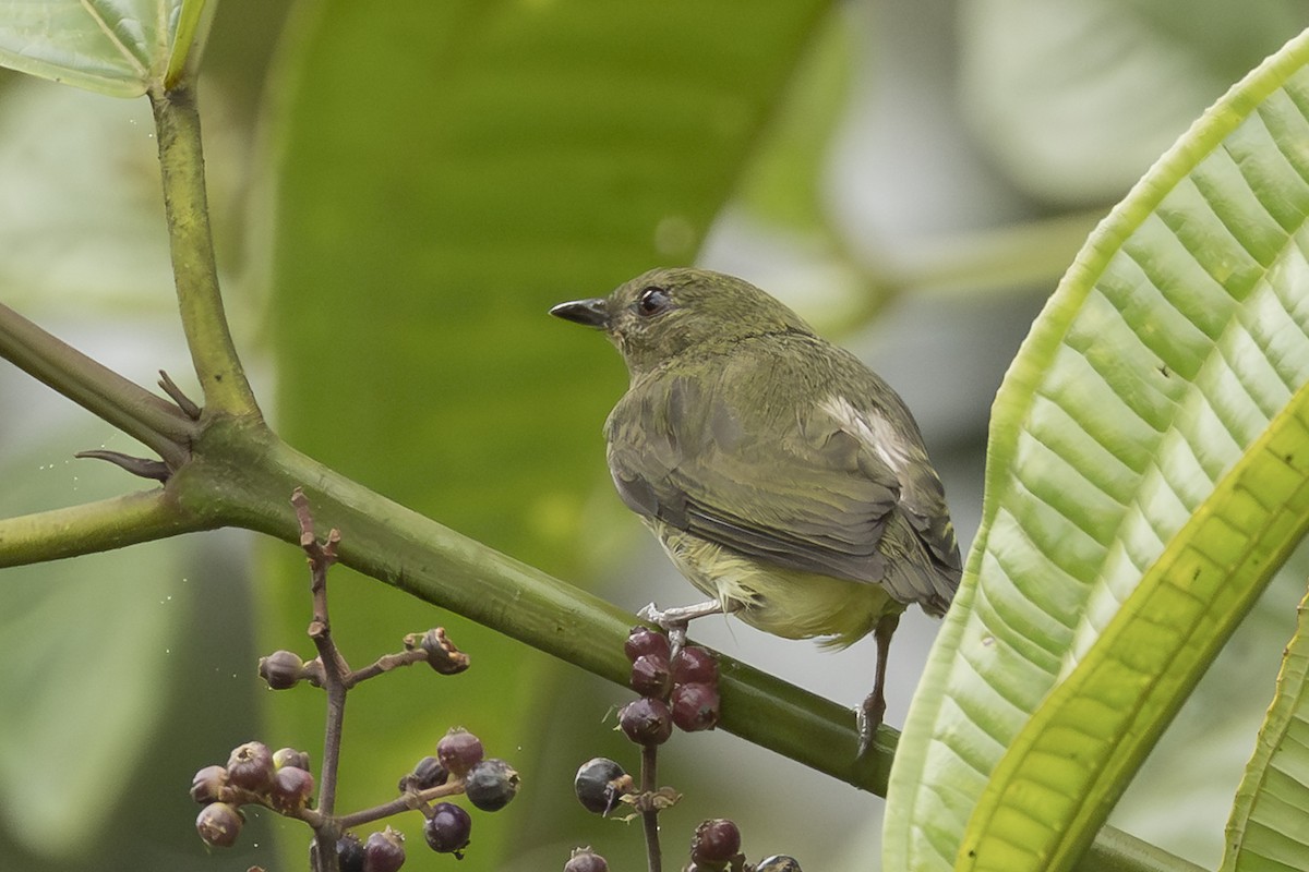 Club-winged Manakin - ML646343988