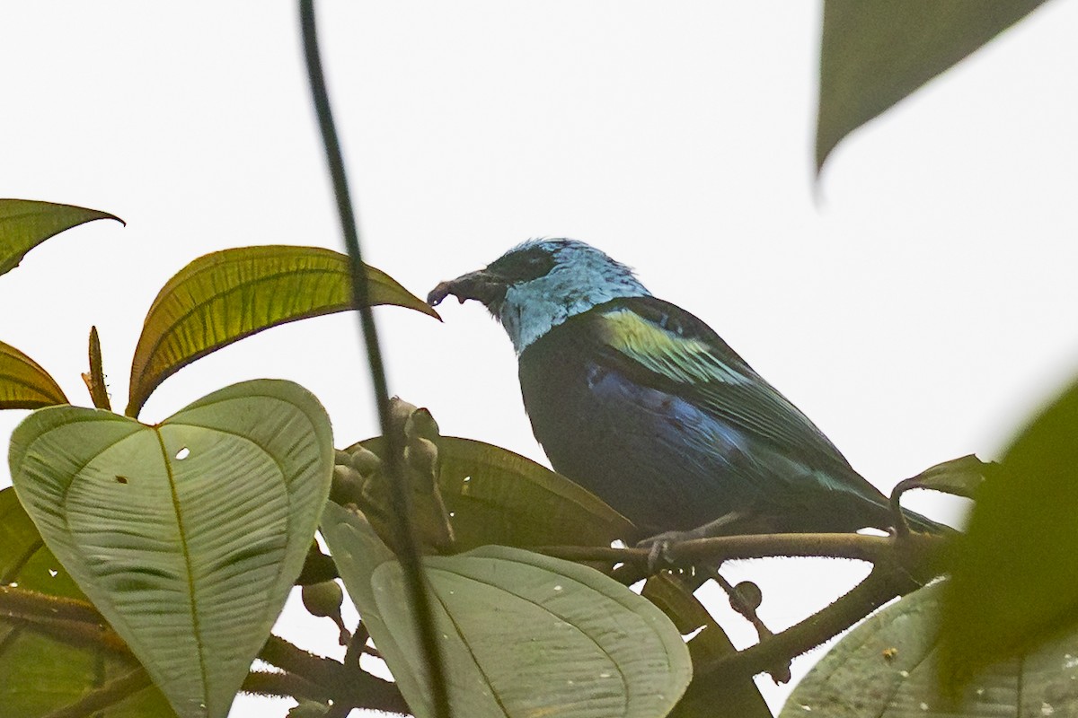 Лазурноголовая танагра - ML646343990