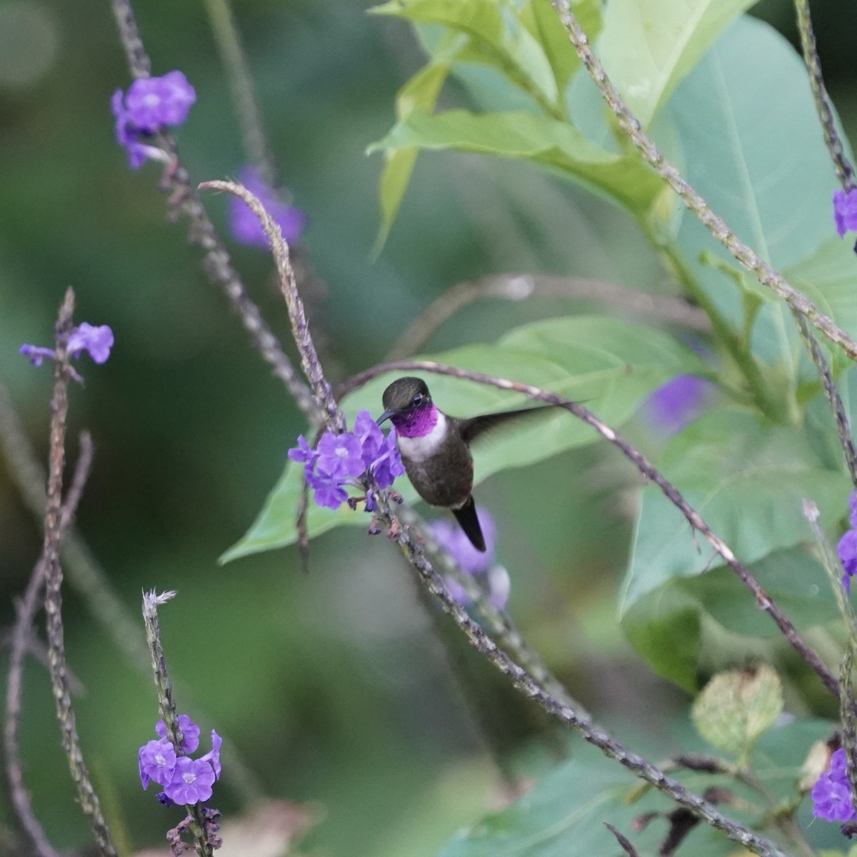 Purple-throated Woodstar - ML646343991