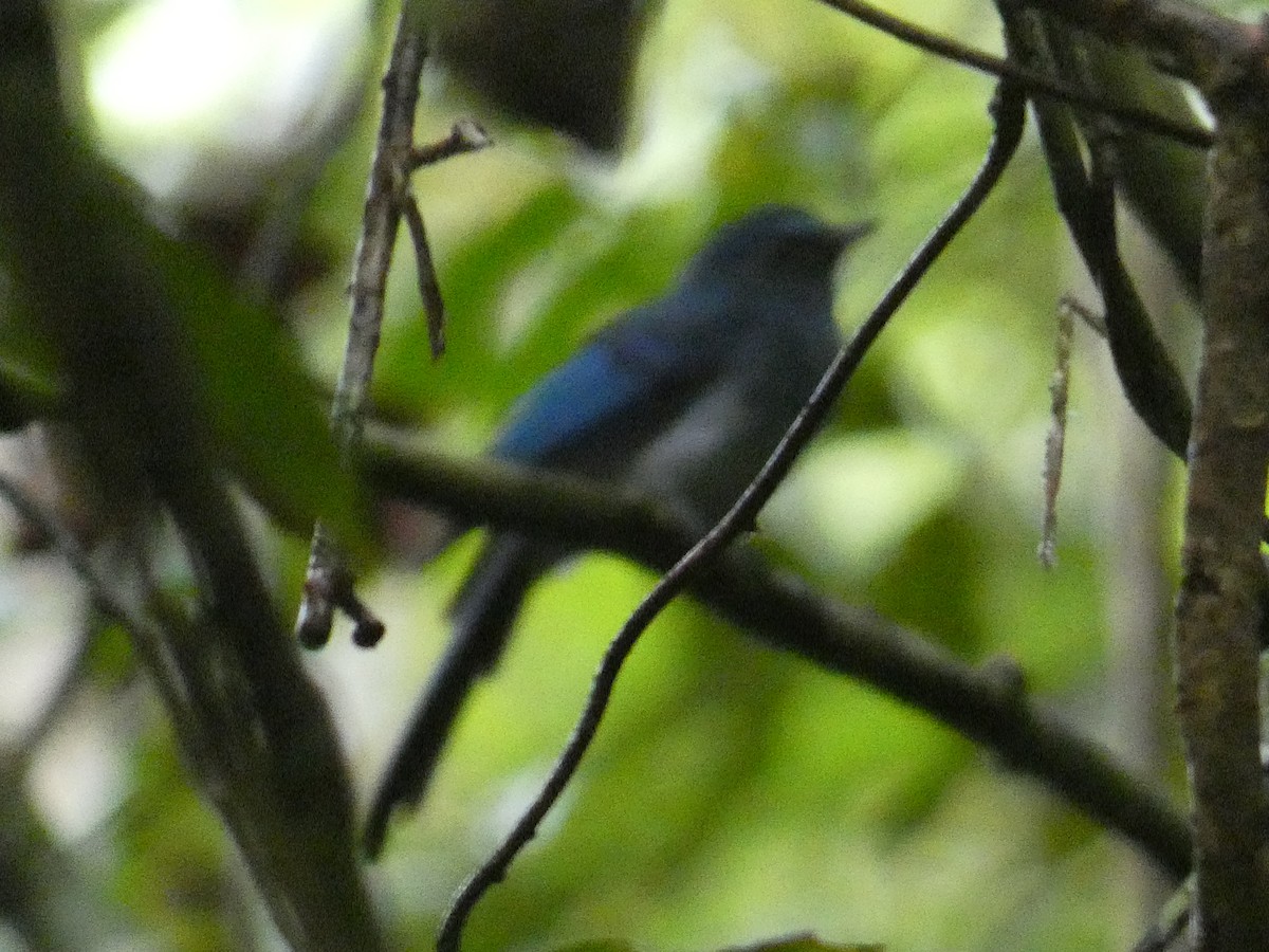 Mindanao Blue-Fantail - ML646343993