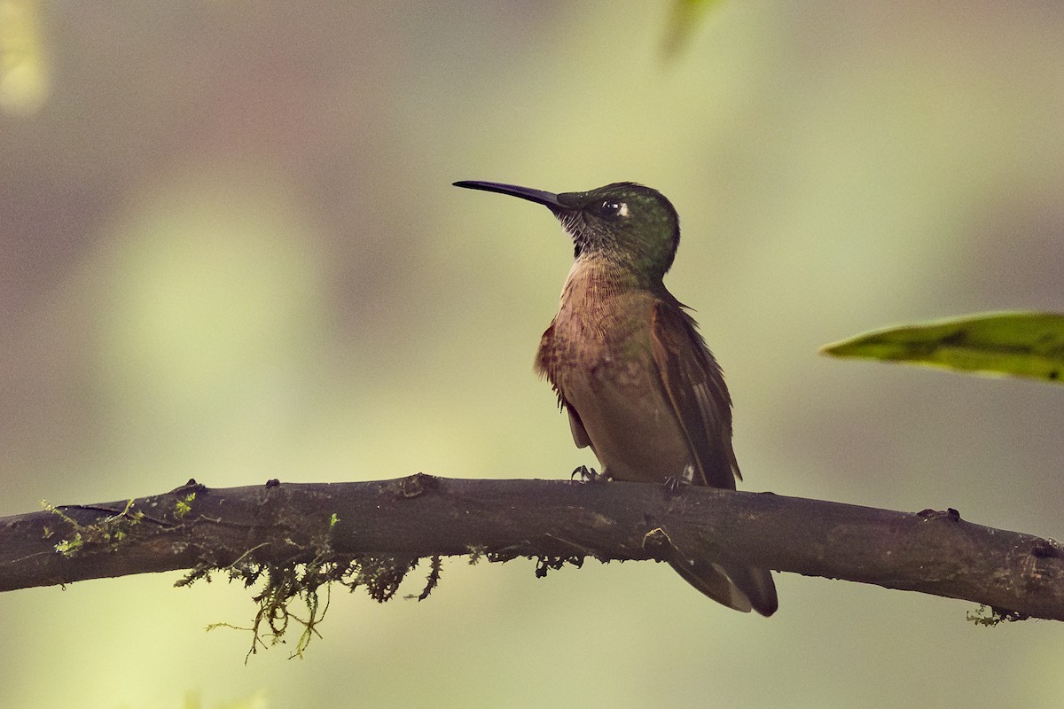 Fawn-breasted Brilliant - ML646343994
