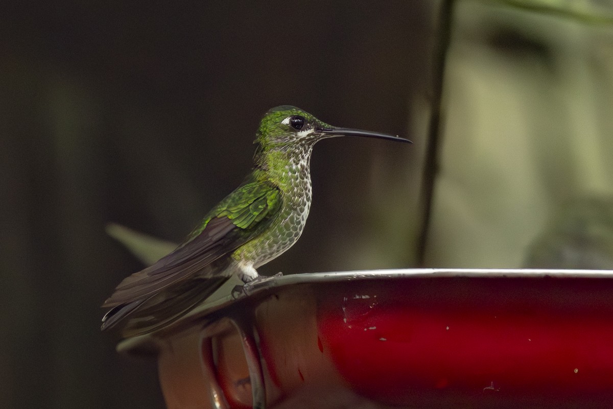 Green-crowned Brilliant - ML646343995