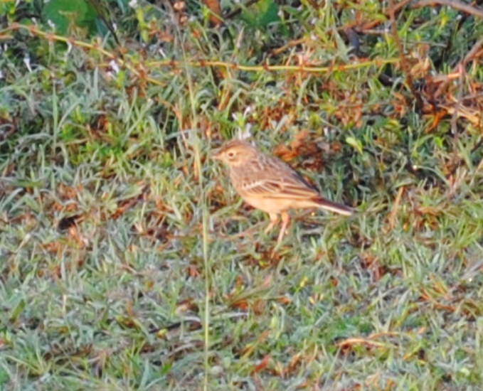 Oriental Skylark - ML646344001