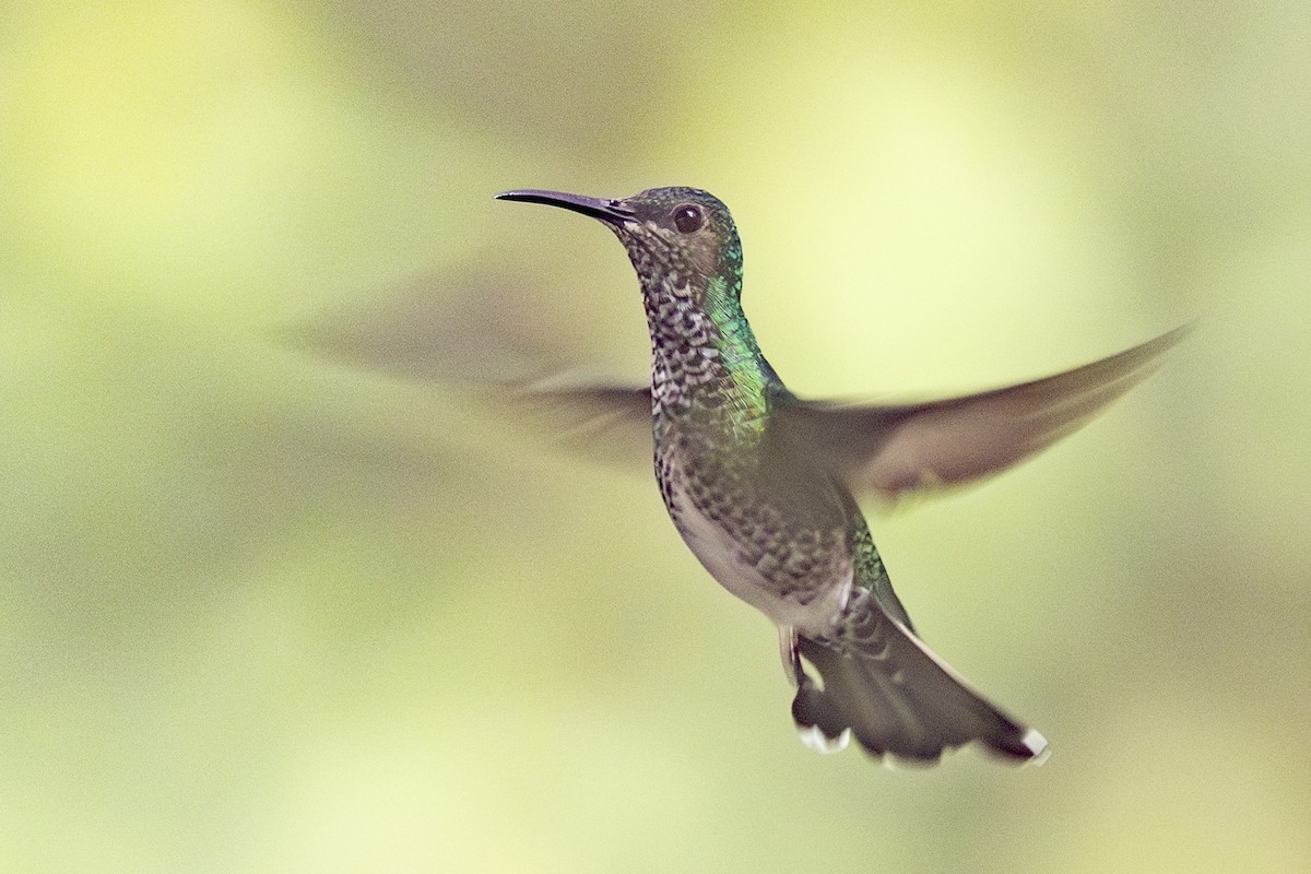 White-necked Jacobin - ML646344004