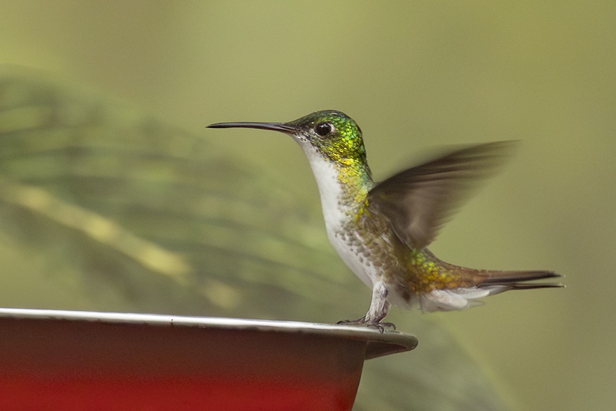 Andean Emerald - ML646344007