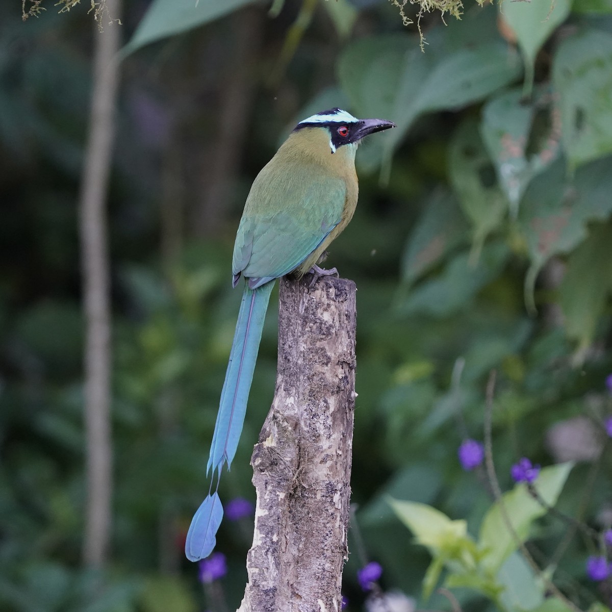 Andean Motmot - ML646344008