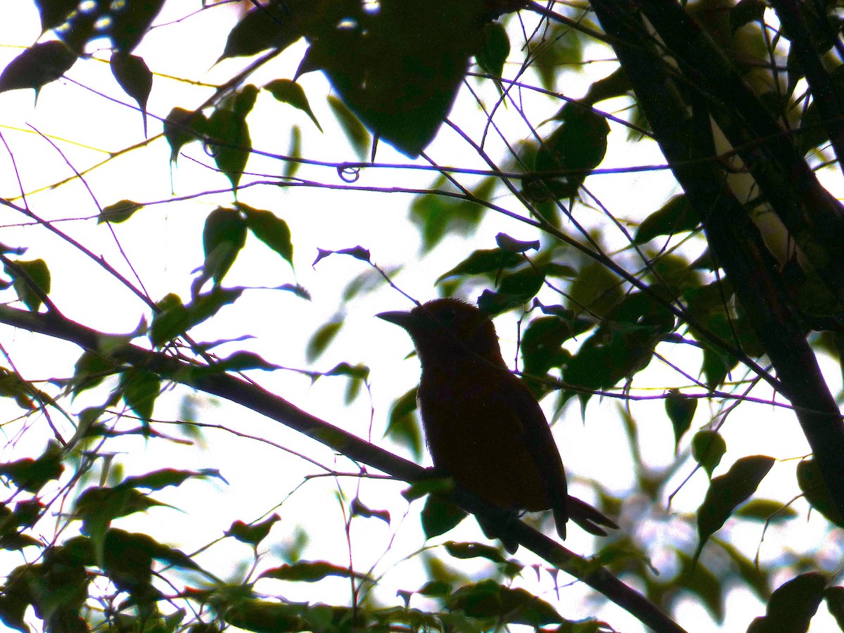 Tarçın Rengi Monark - ML646344011