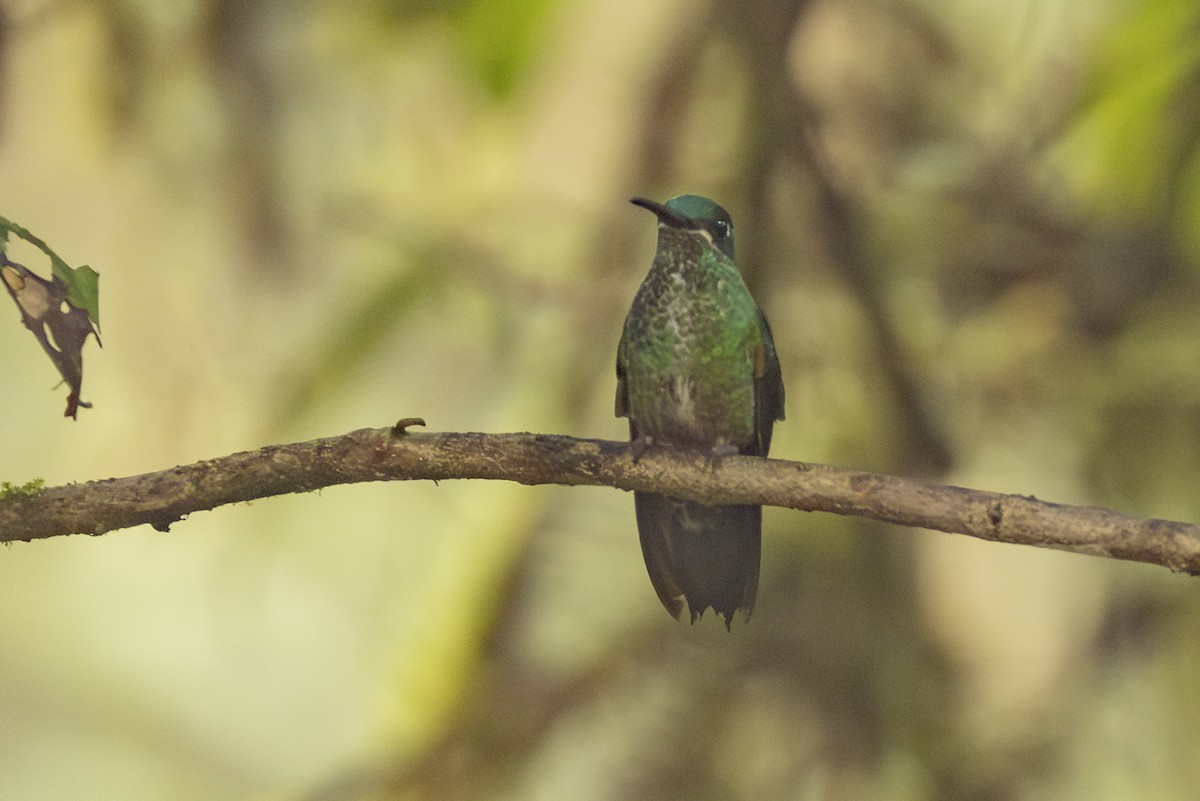 Green-crowned Brilliant - ML646344012