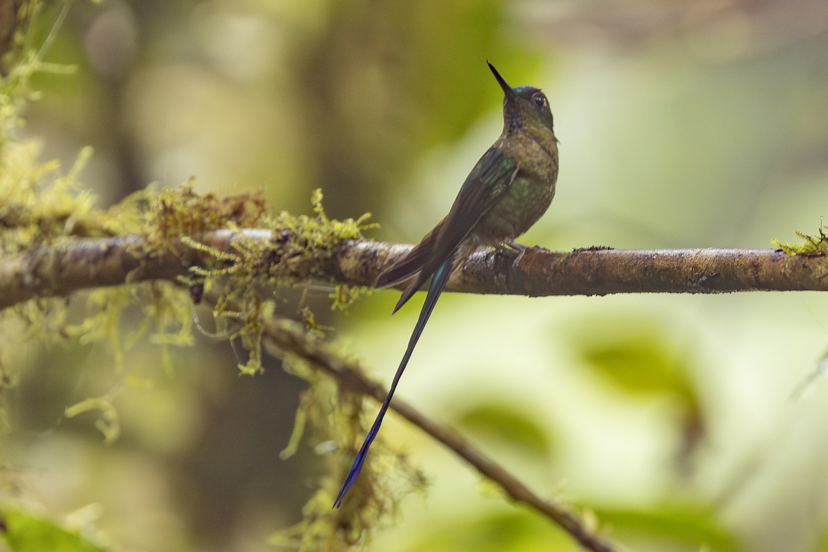 Violet-tailed Sylph - ML646344016