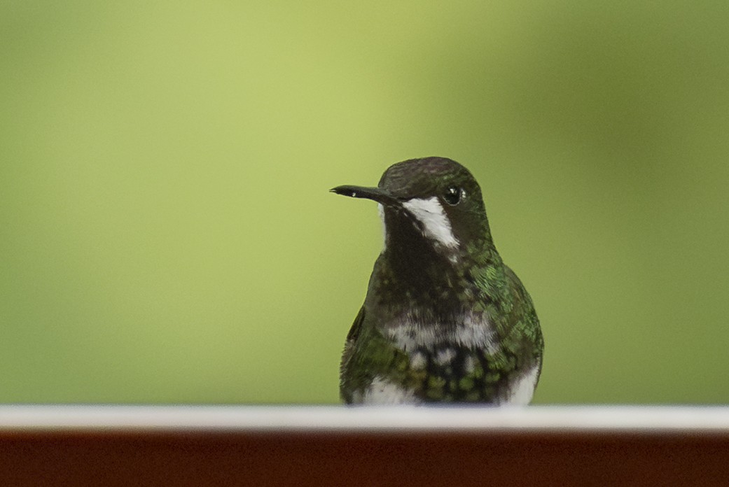 Green Thorntail - ML646344017