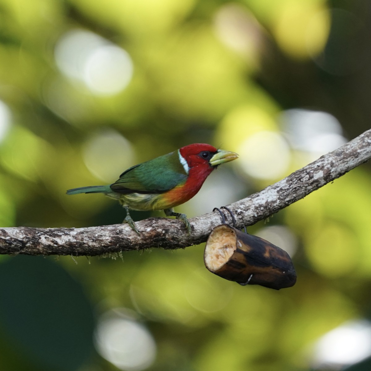 Red-headed Barbet - ML646344018