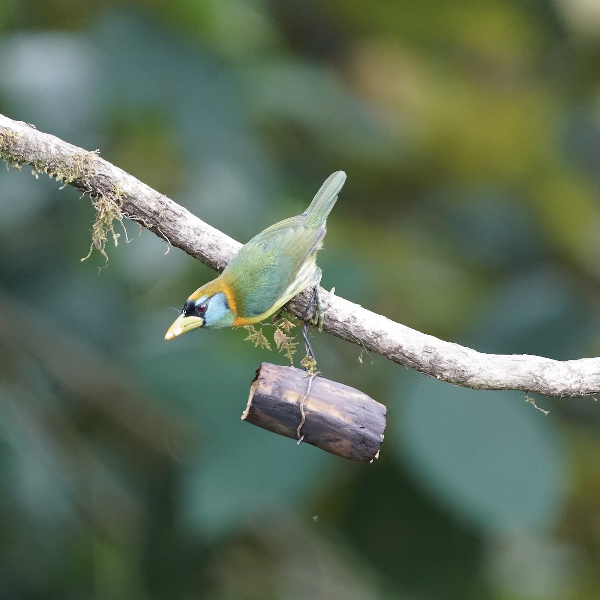 Red-headed Barbet - ML646344019