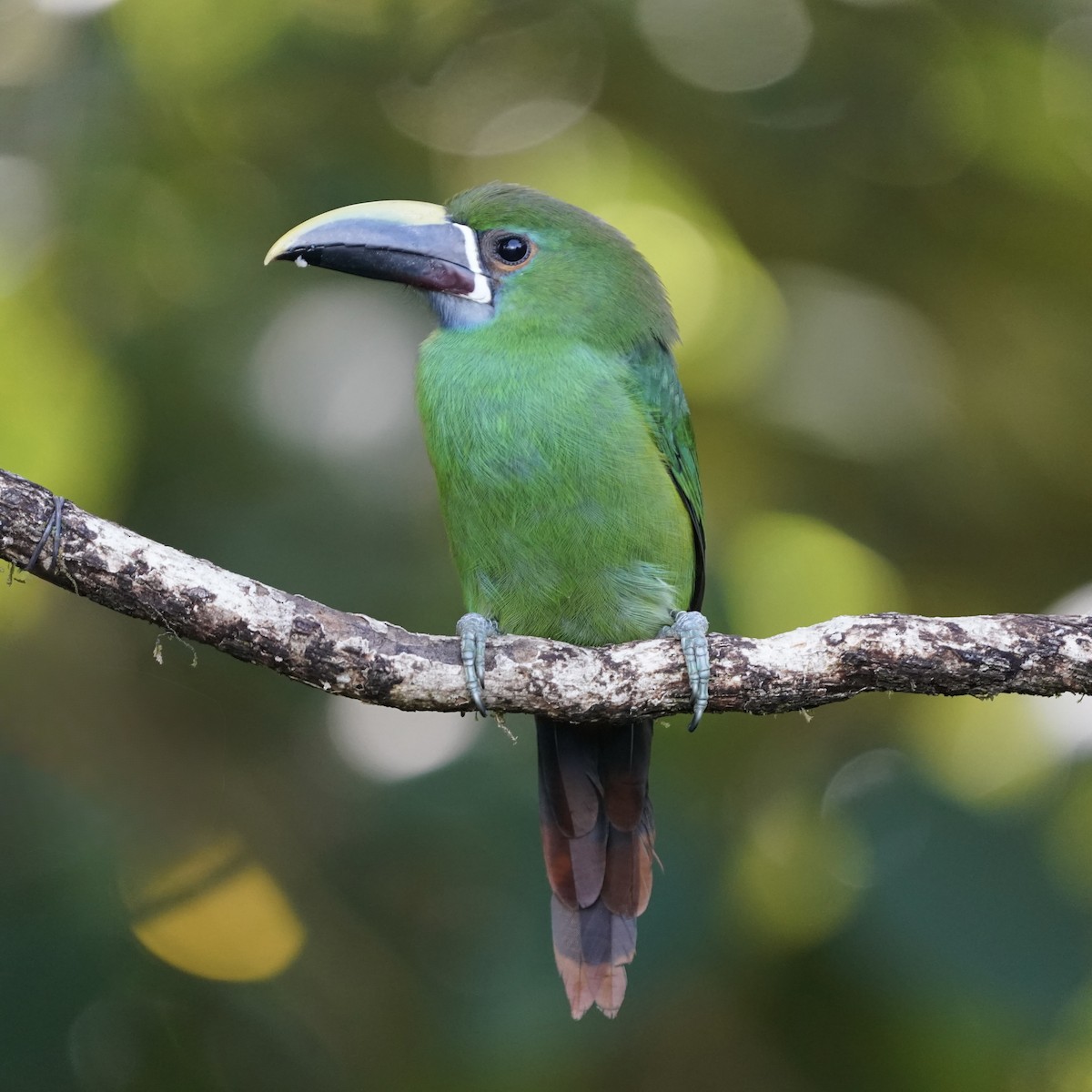 Southern Emerald-Toucanet - ML646344020