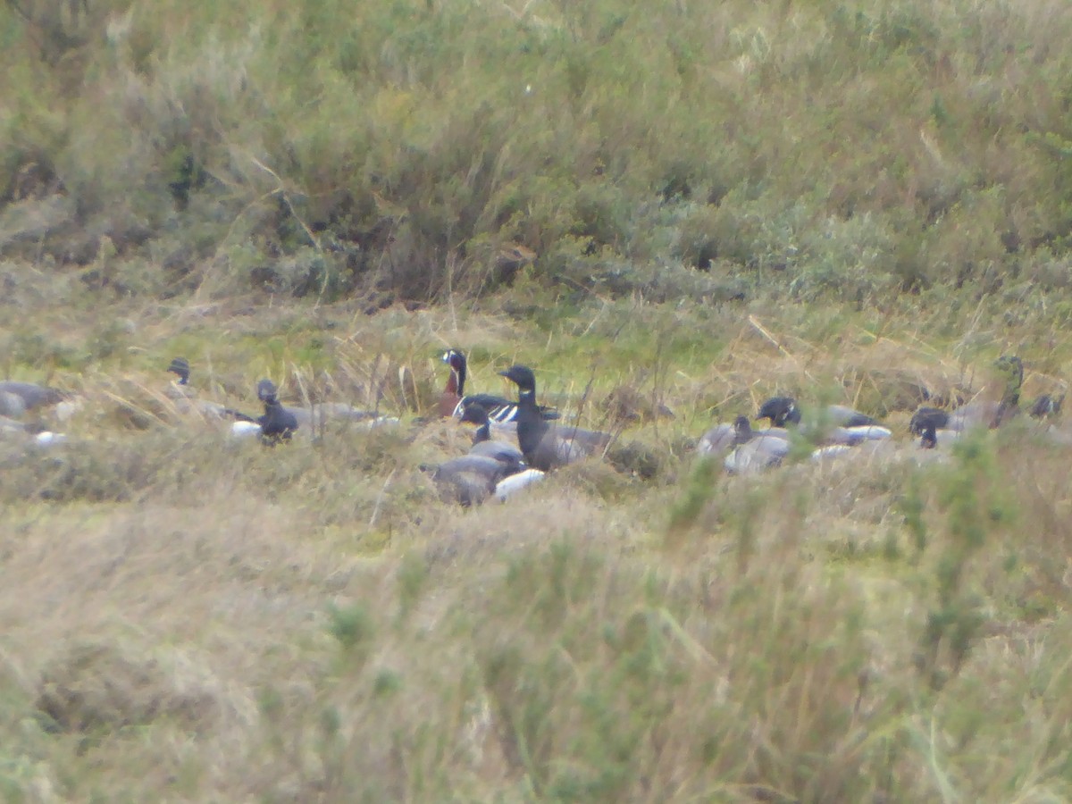 Red-breasted Goose - ML646344021