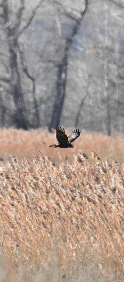 Western Marsh Harrier - ML646344023