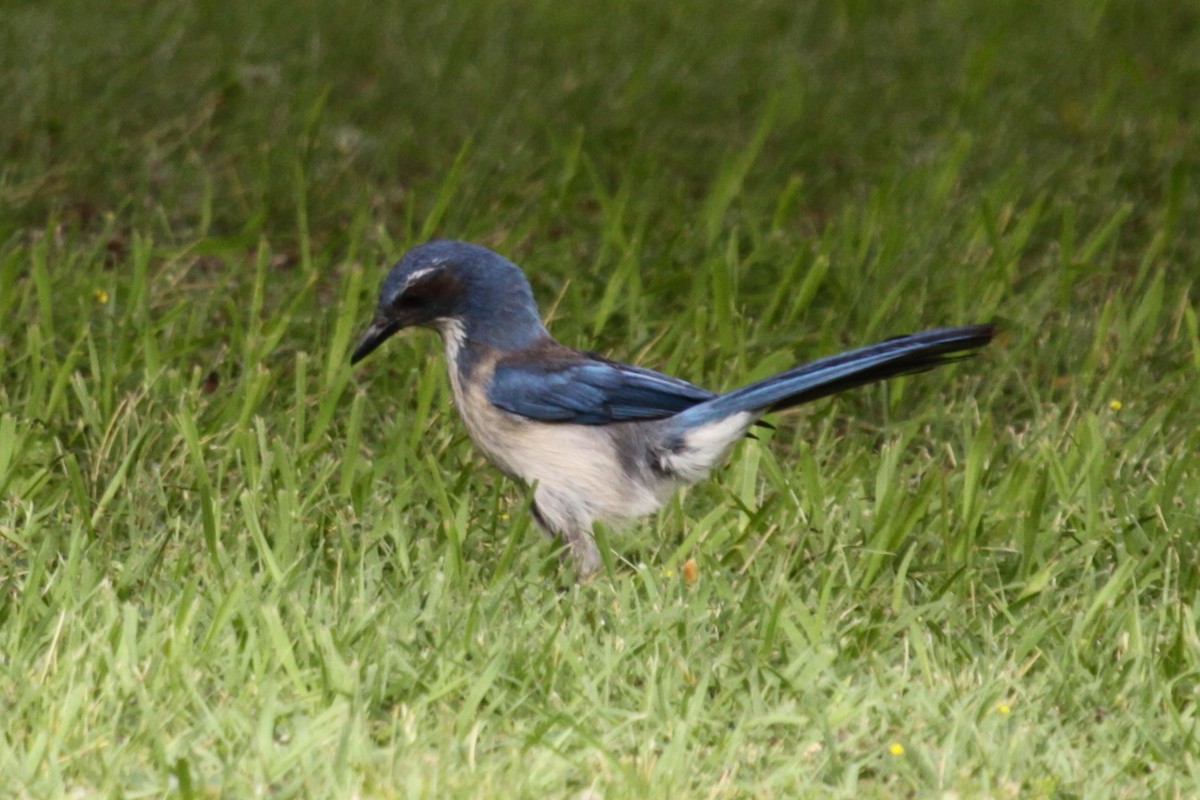 Woodhouse's Scrub-Jay - ML646344024
