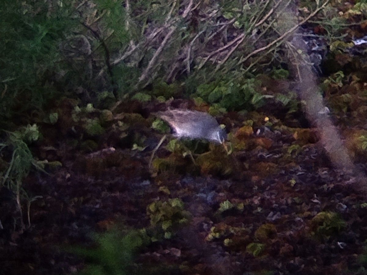 White-browed Crake - ML646344028
