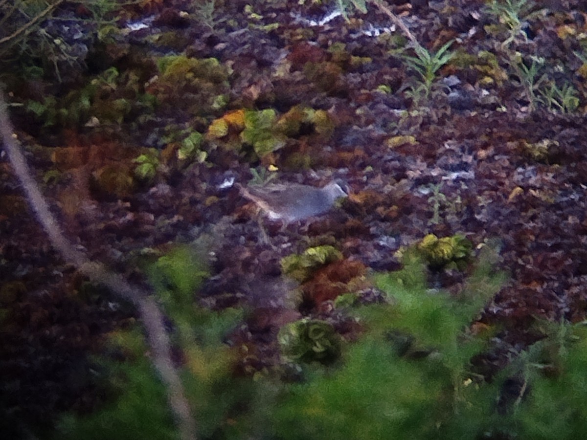 White-browed Crake - ML646344029