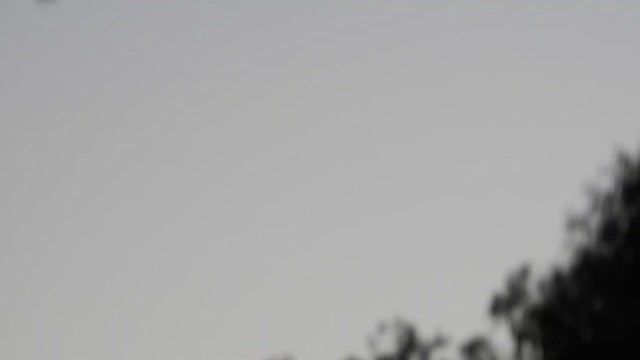 Australian Raven - ML646344030