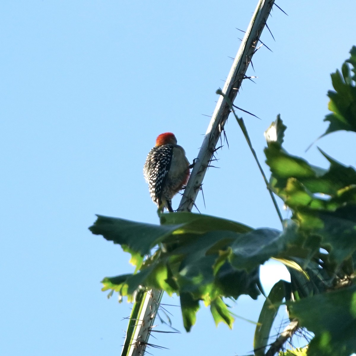 Red-crowned Woodpecker - ML646344031