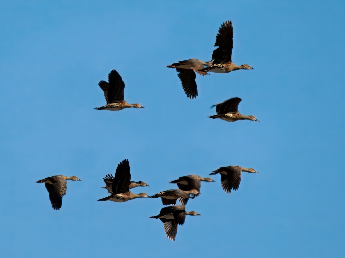 カザリリュウキュウガモ - ML646344035