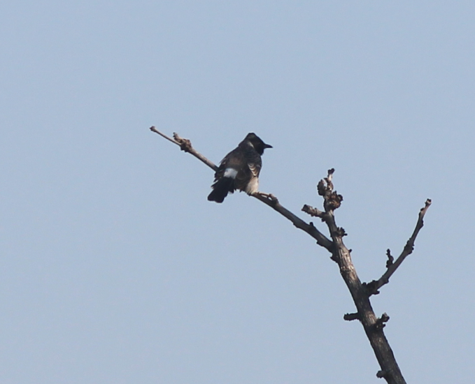 シリアカヒヨドリ - ML646344036