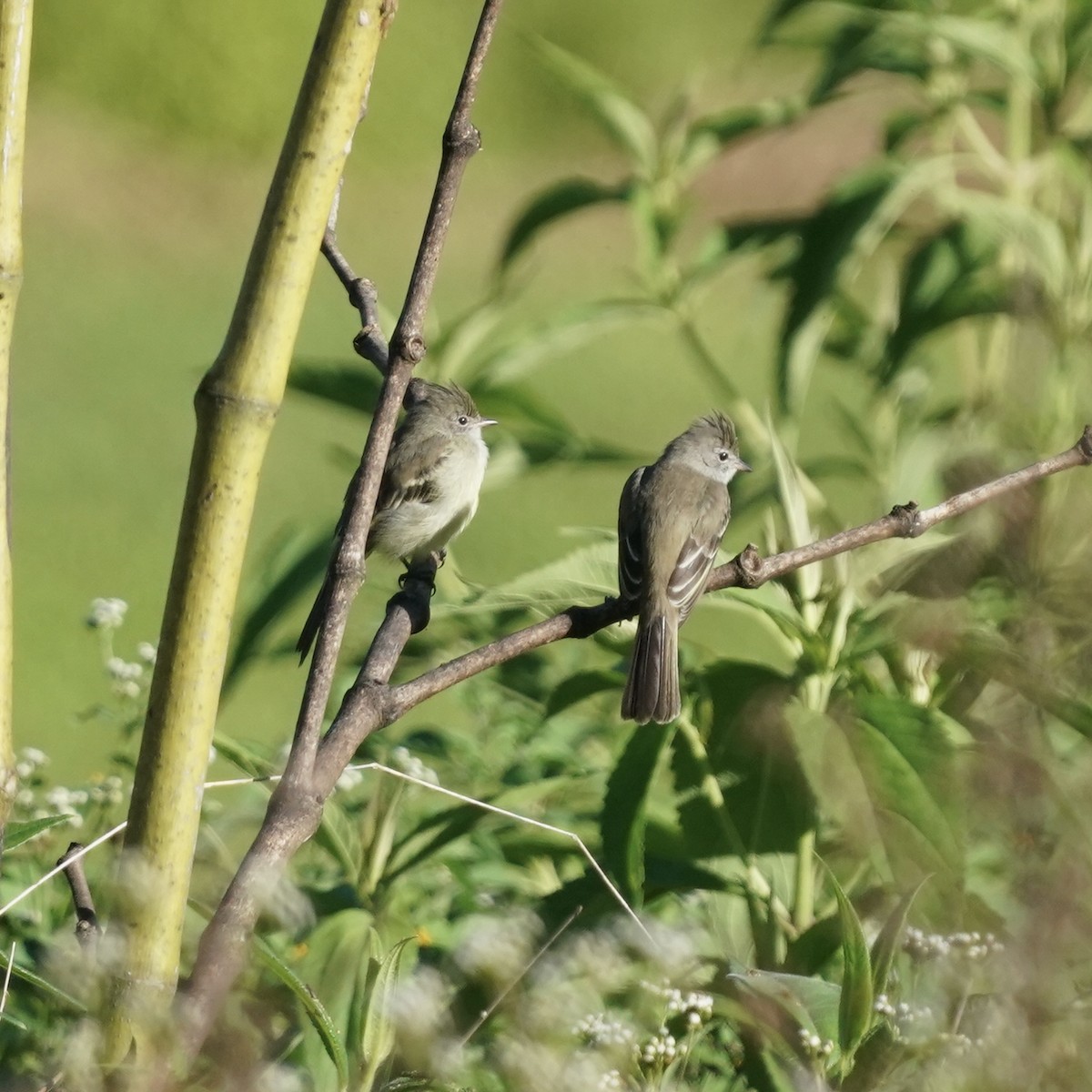 キバラシラギクタイランチョウ - ML646344039