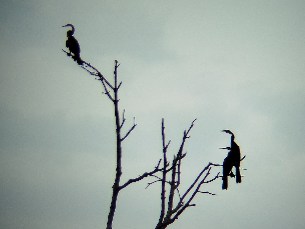 Orient-Schlangenhalsvogel - ML646344041