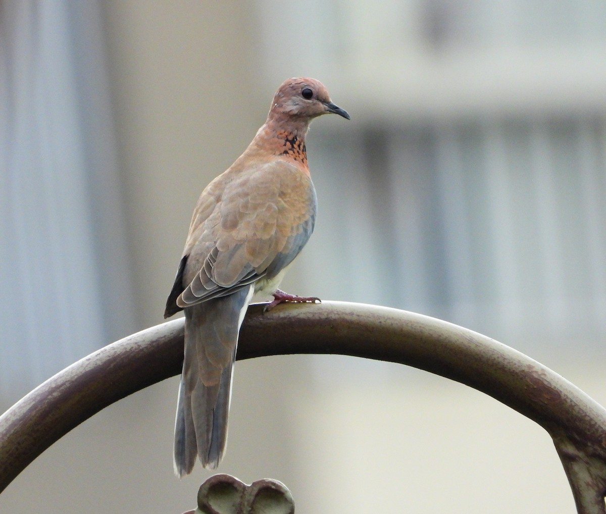 ワライバト - ML646344042