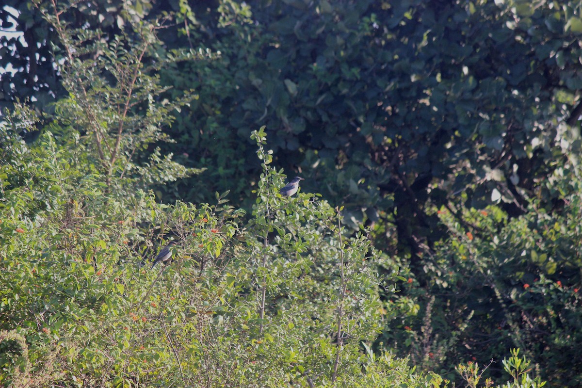 バライロムクドリ - ML646344044