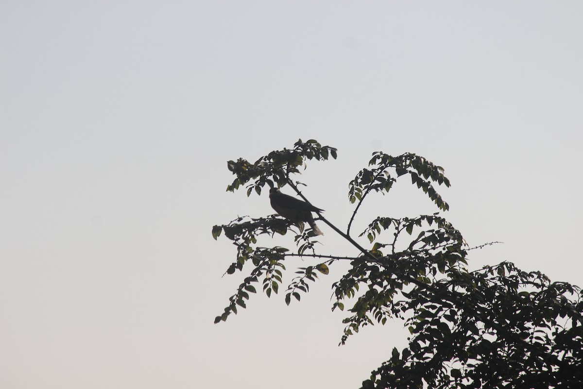 バライロムクドリ - ML646344045