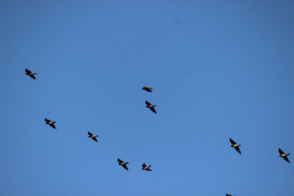 バライロムクドリ - ML646344047