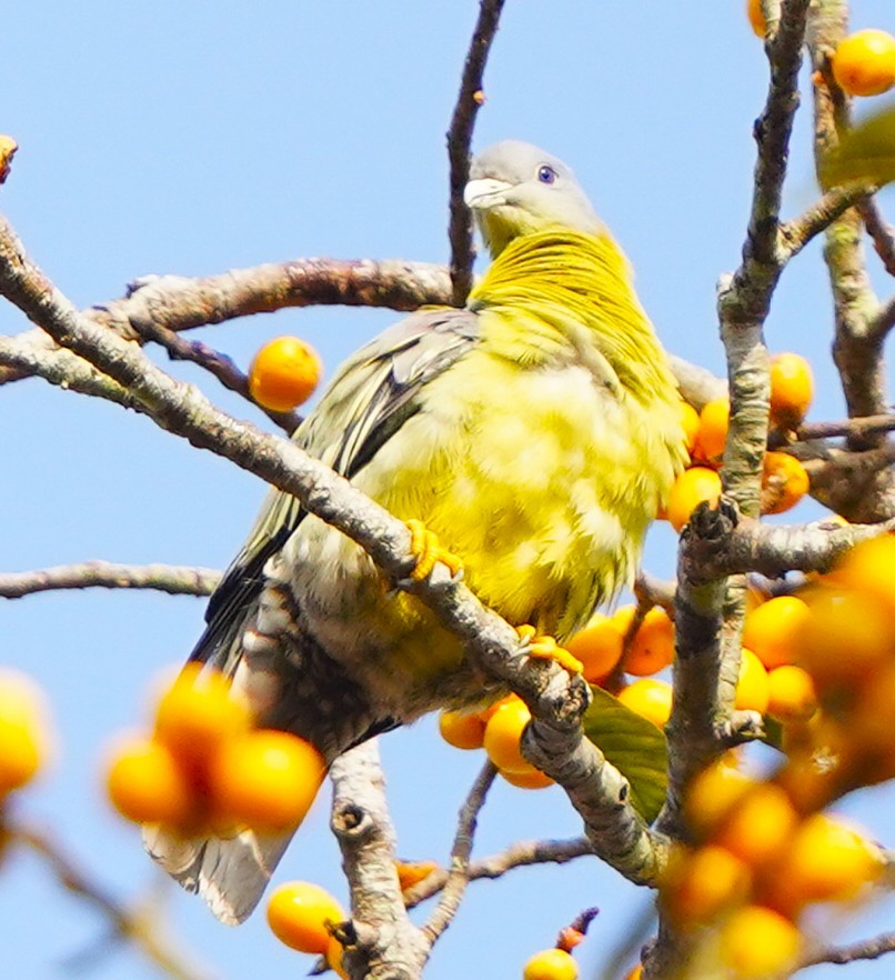 キアシアオバト - ML646344049