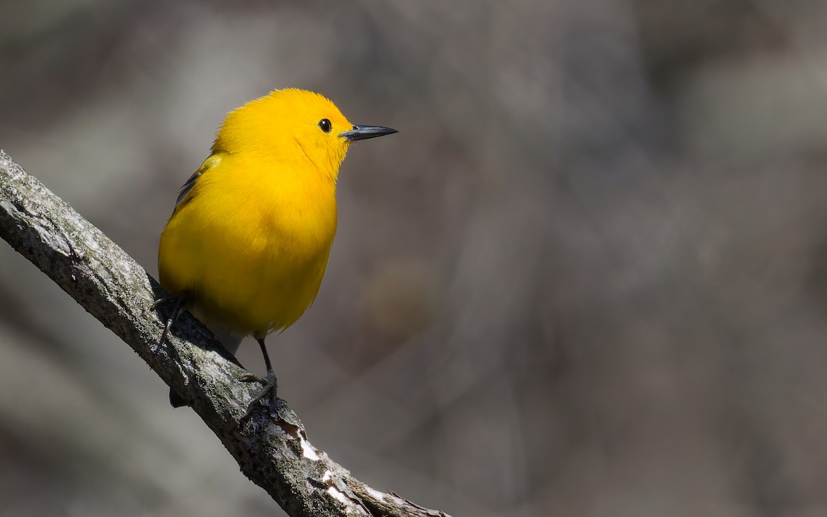 オウゴンアメリカムシクイ - ML646344050