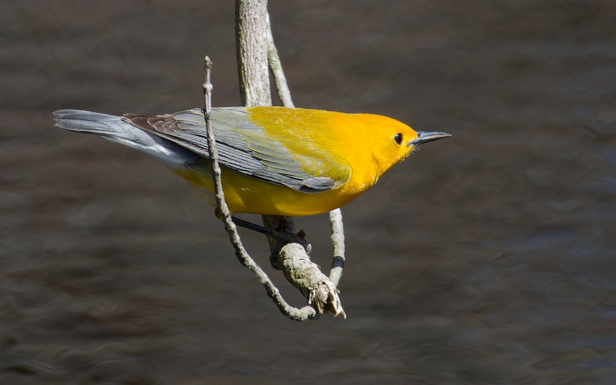 オウゴンアメリカムシクイ - ML646344051