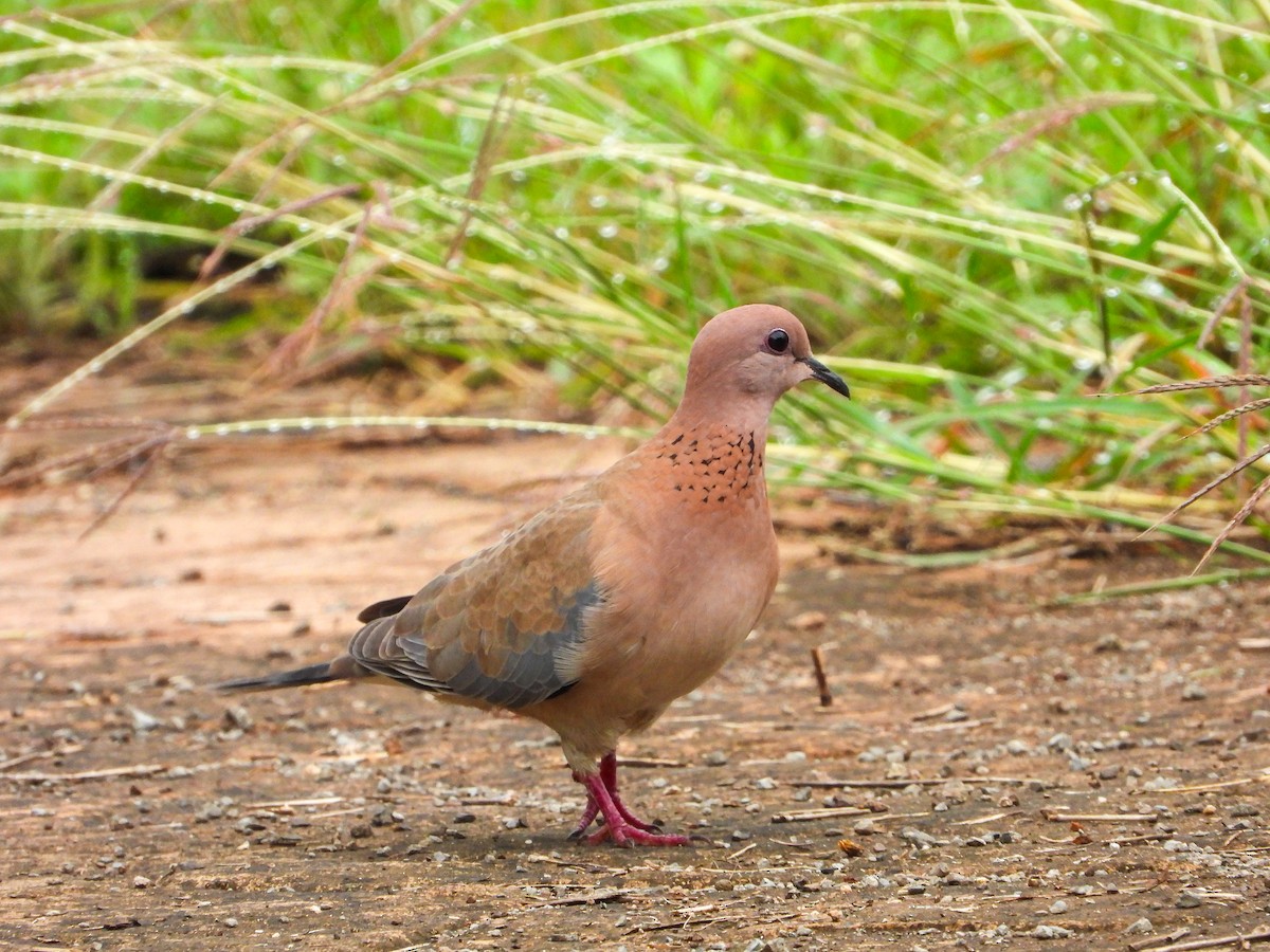 ワライバト - ML646344052