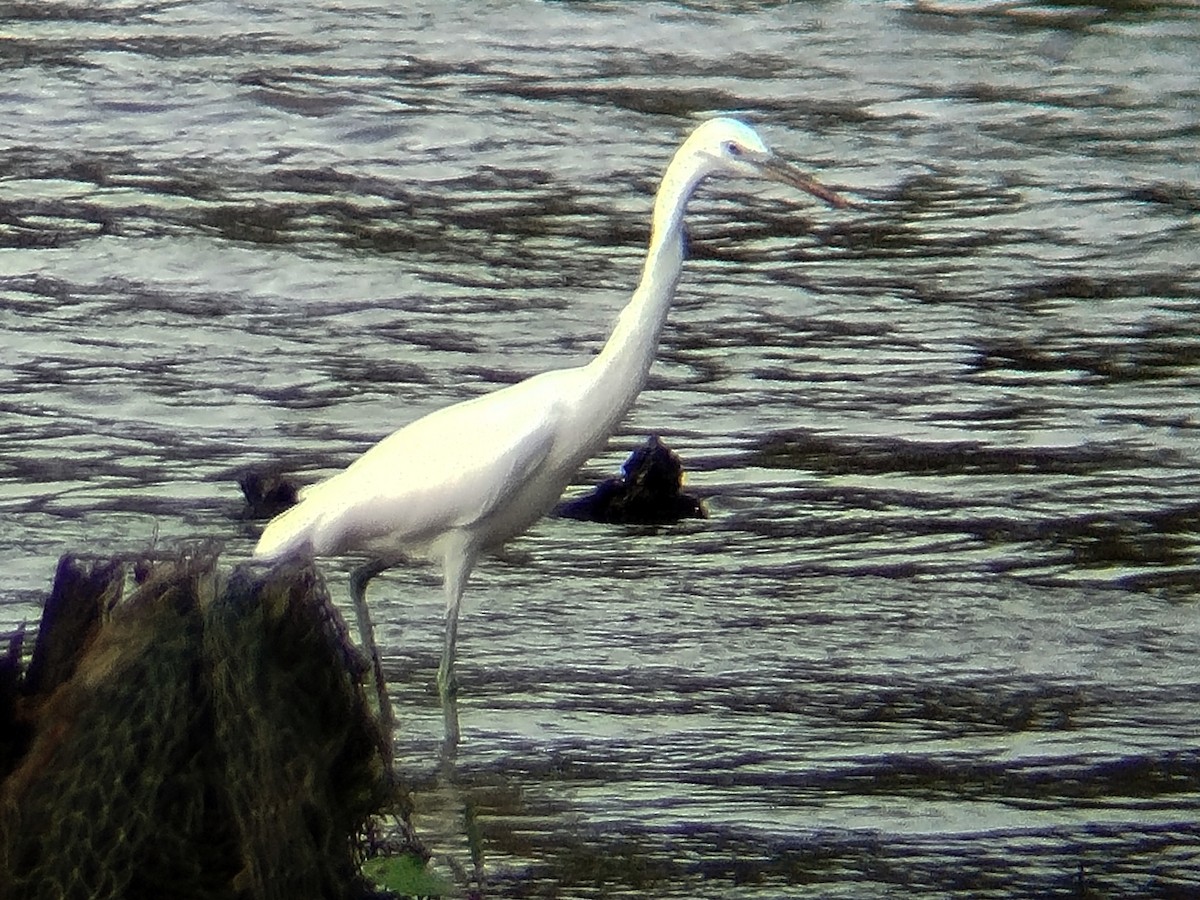 Chinese Egret - ML646344053
