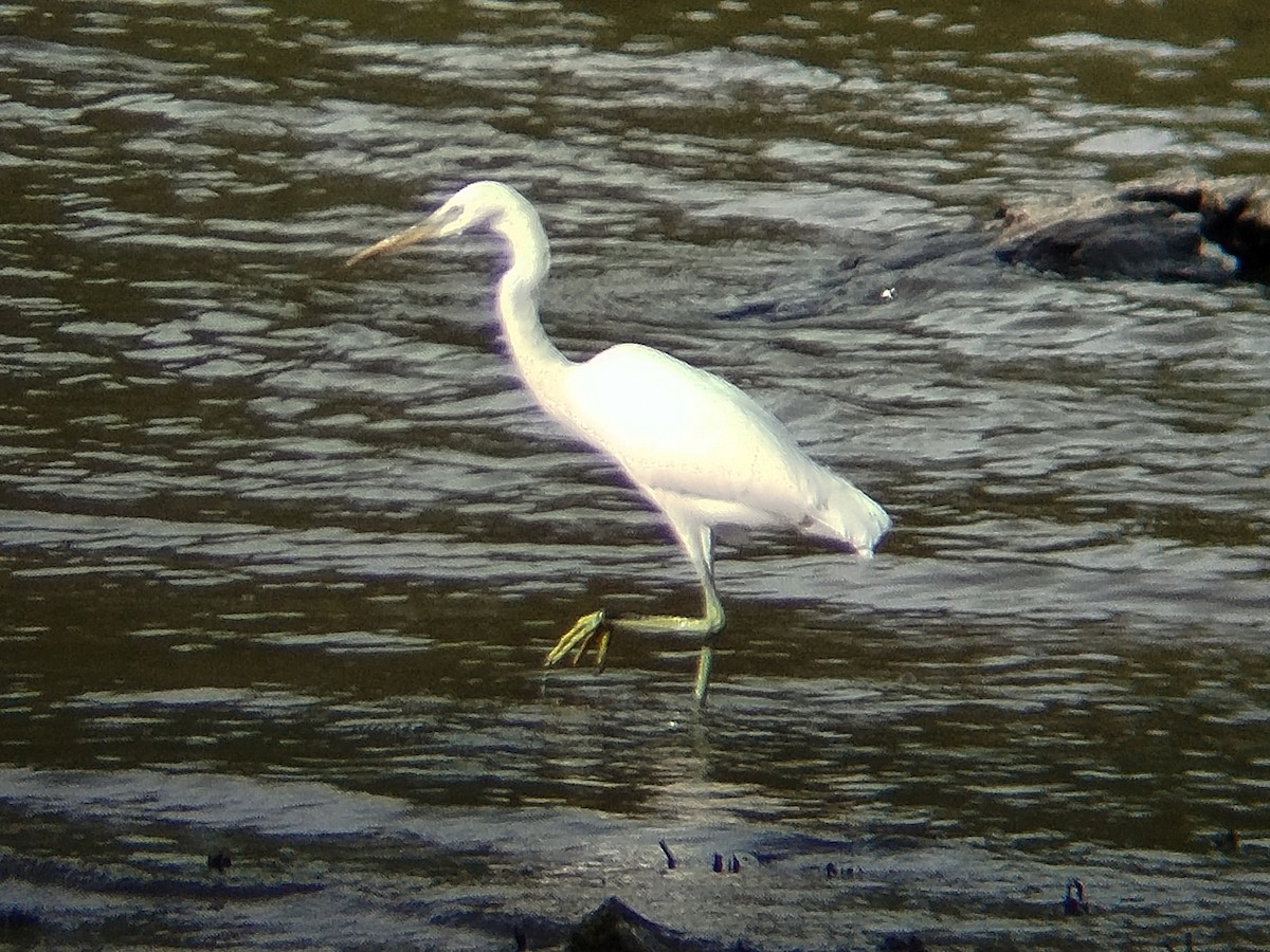 Chinese Egret - ML646344054