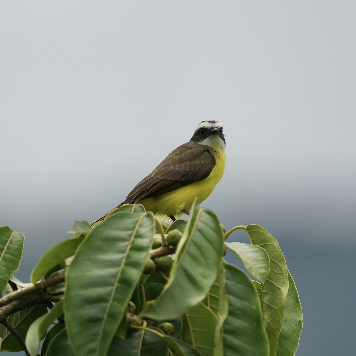 キバラヒタキモドキ - ML646344055