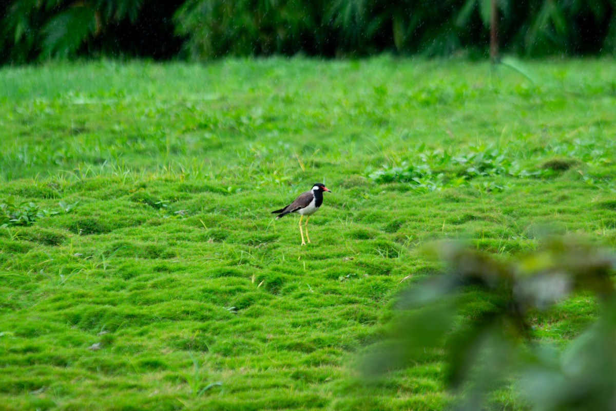 インドトサカゲリ - ML646344056