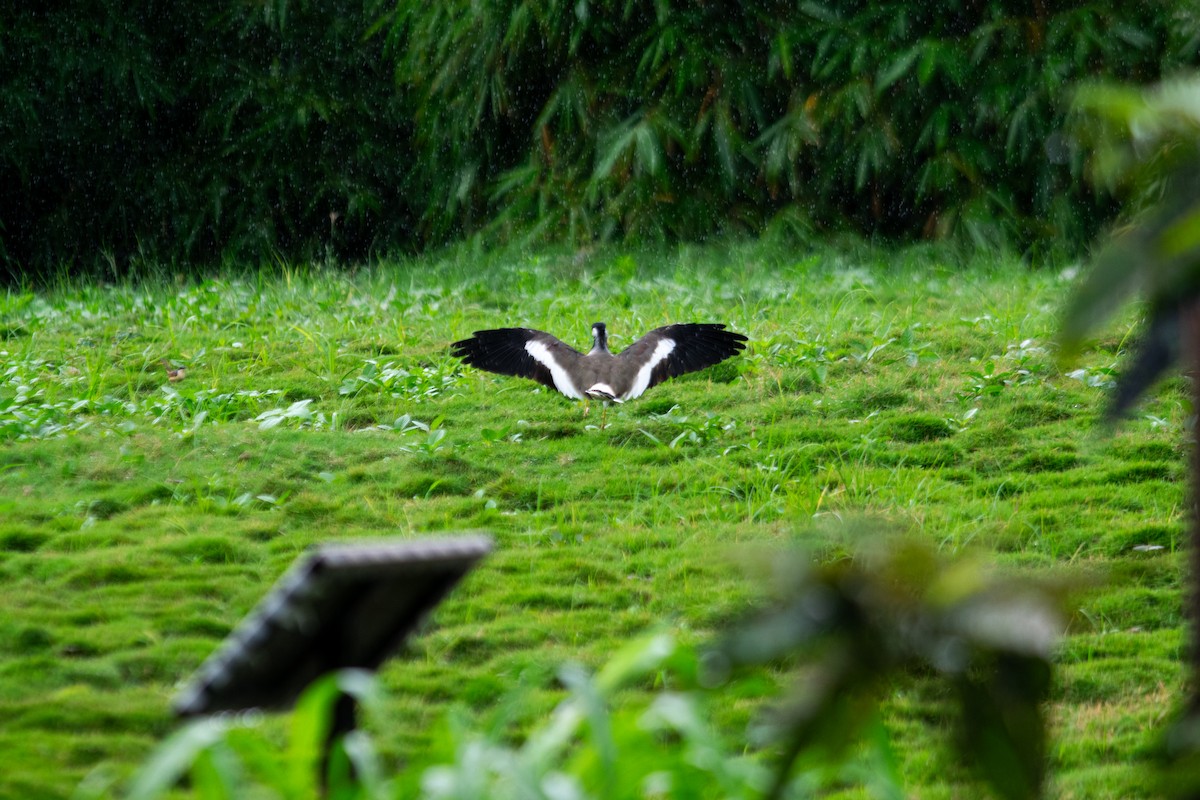 インドトサカゲリ - ML646344057