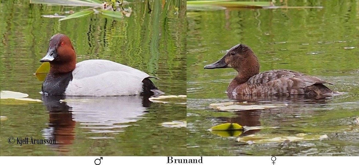 ホシハジロ - ML646344060