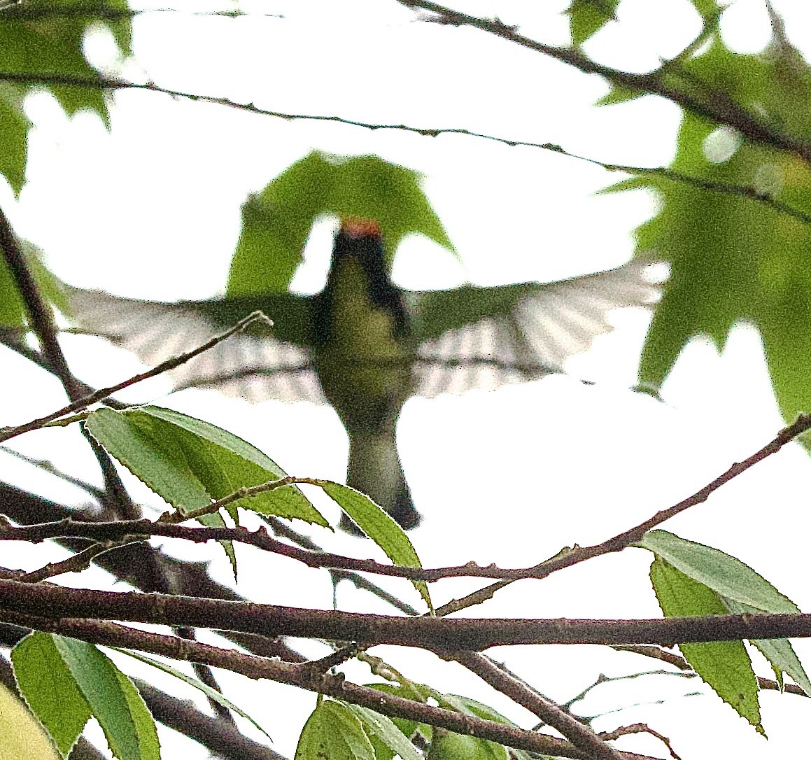 セアカハナドリ - ML646344061