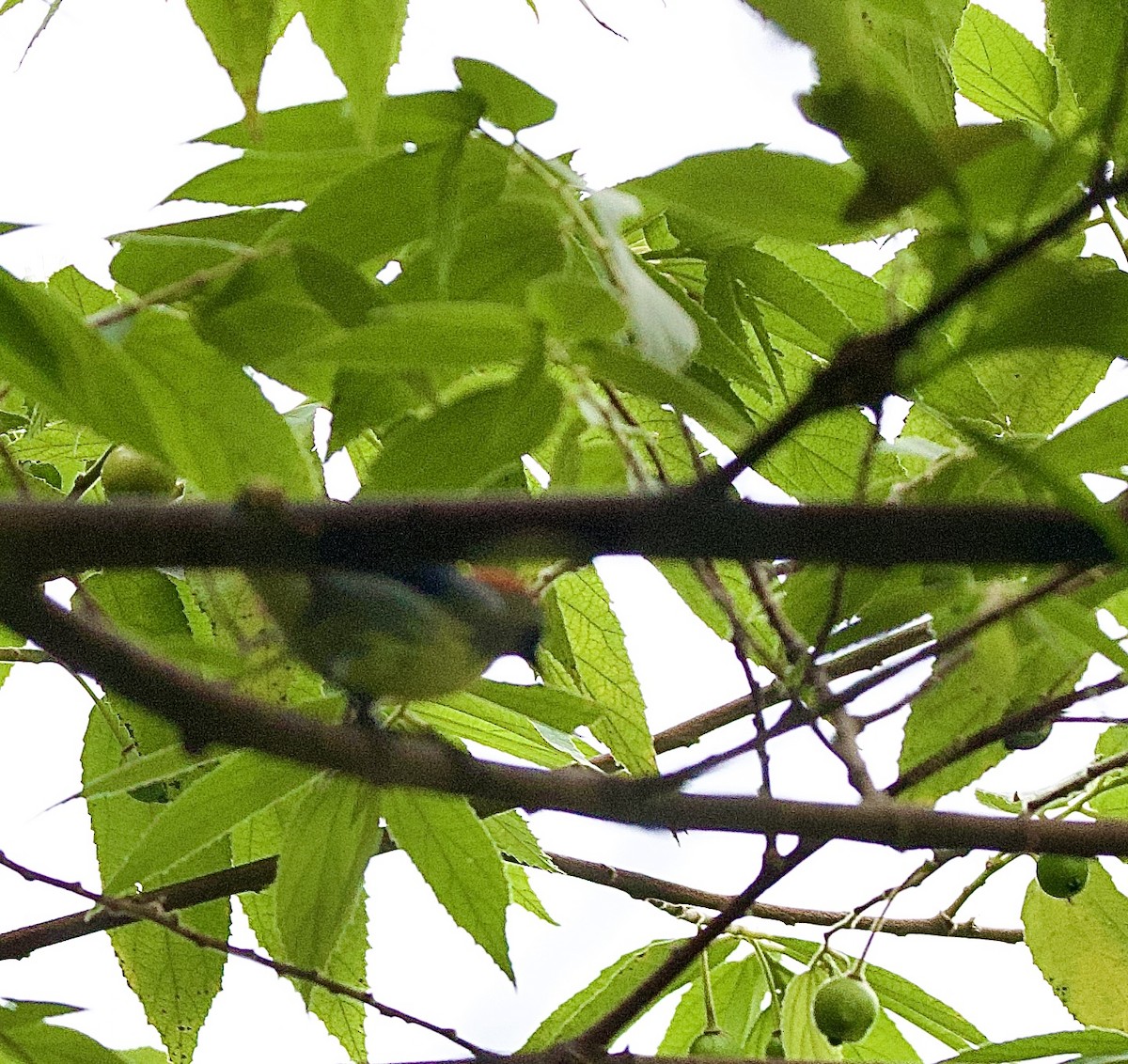 セアカハナドリ - ML646344062