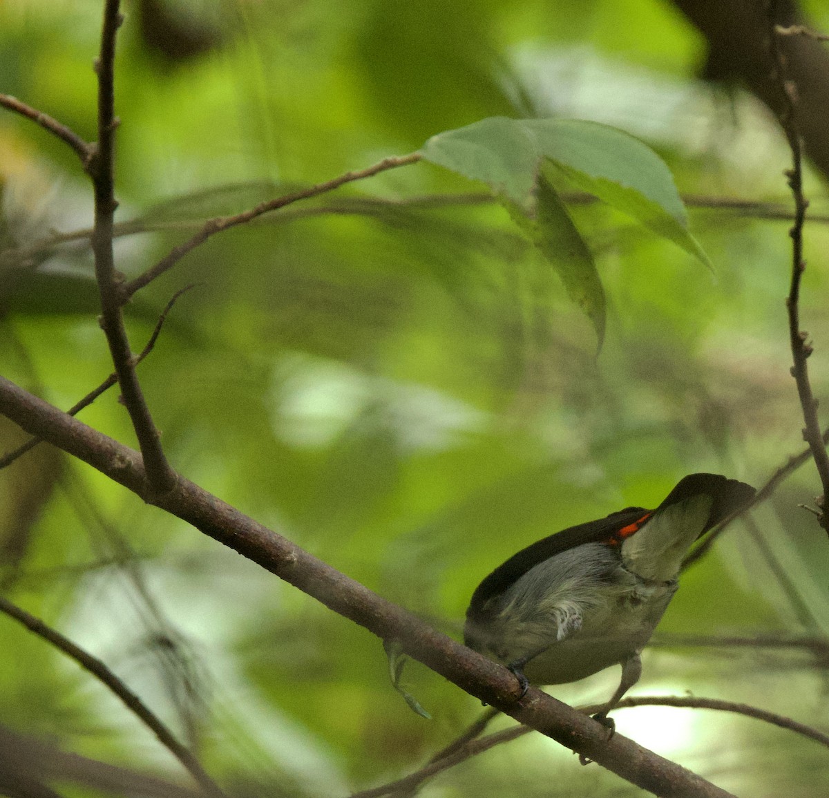 セアカハナドリ - ML646344063