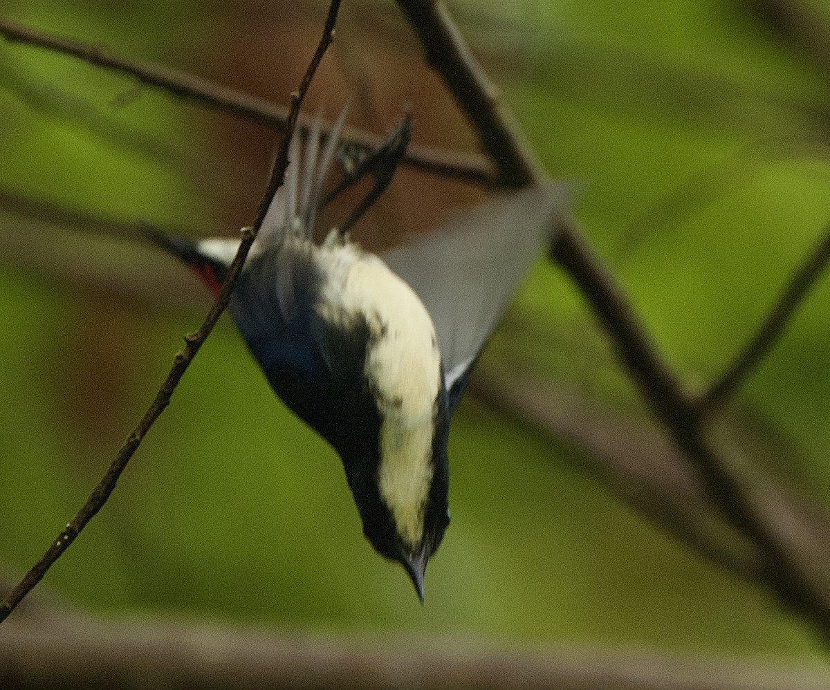 セアカハナドリ - ML646344064