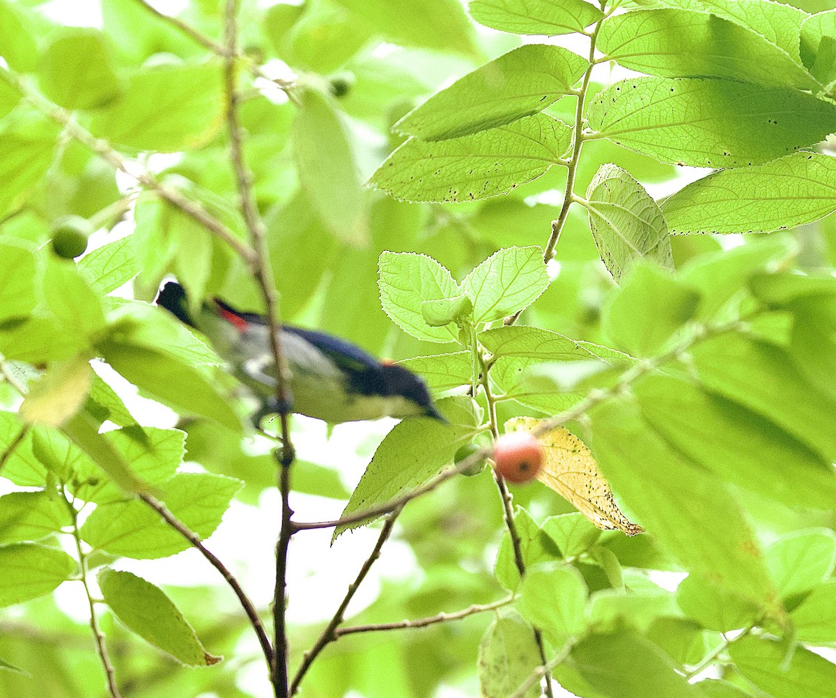 セアカハナドリ - ML646344065