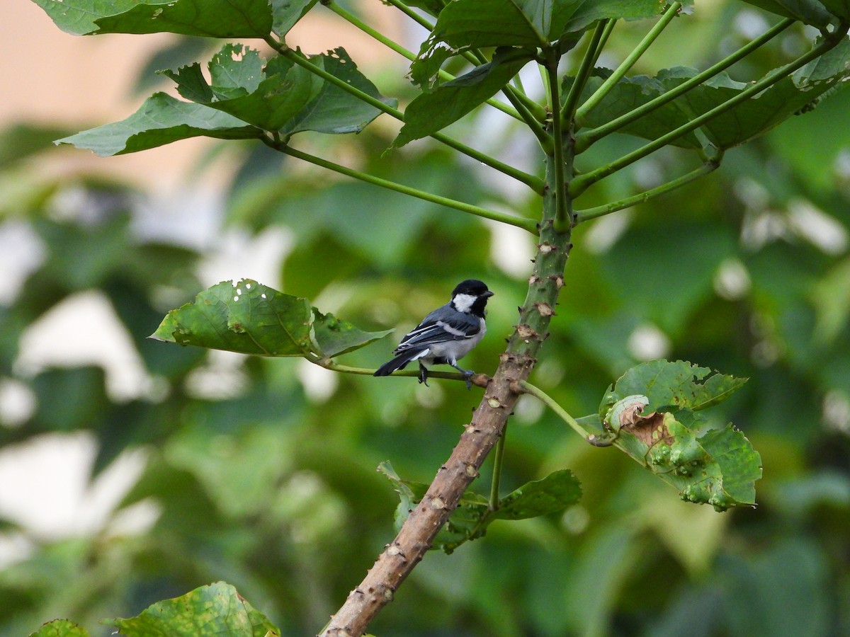 Asian Tit (Cinereous) - ML646344066